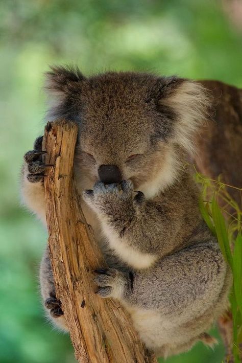 #babykoala #koalafreak #koala🐨 #koalalife #koala #savethekoala #savethekoalas #koalasofinstagram #koalabears #koalalove #mamakoala #koalabear #koalagang #koalababy #koalas Koala Aesthetic, Koala Cute, Cute Koalas, Cute Australian Animals, Koala Marsupial, Cute Animal Tattoos, Cute Koala Bear, Koala Bears, Australia Animals