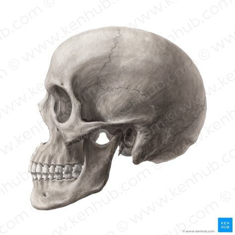 Crânio (Cranium); Imagem: Yousun Koh Neck Muscle Anatomy, Sphenoid Bone, Human Skeletal System, Anatomy Images, Facial Bones, Anatomy Bones, Head Anatomy, Skeletal System, Muscle Anatomy