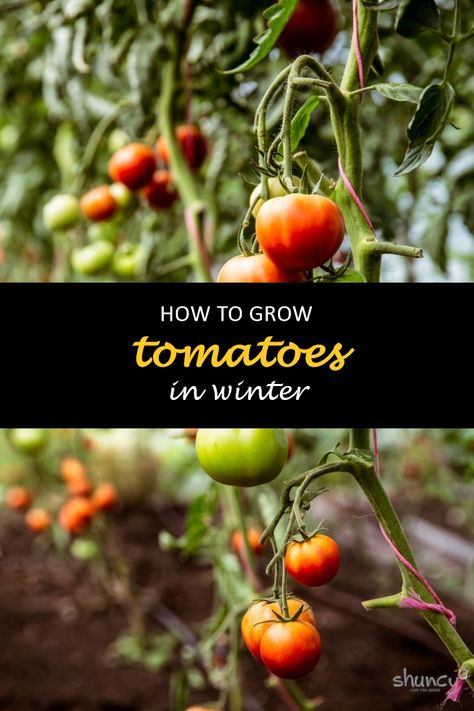 Growing tomatoes in winter can be a tricky task, but there are ways to do it. You need the right environment and some know-how. In this blog post, we will discuss how to grow tomatoes during the winter months. #shuncy #shuncygarden #lovethegreen #howtogrow #vegetables #tomato Growing Tomatoes Indoors Winter, Tomato Growing Tips, Greenhouse Planting, Planting Layout, Growing Cherry Tomatoes, Growing Tomatoes Indoors, How To Grow Tomatoes, Tomato Growing, Garden Boxes Raised