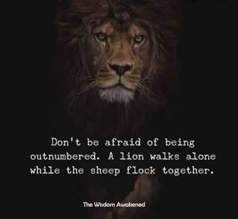 Sheep Quote, Plato Quotes, I Walk Alone, Sayings And Quotes, Great Warriors, Weak Men, Wise One, Walk Alone, Warrior Quotes