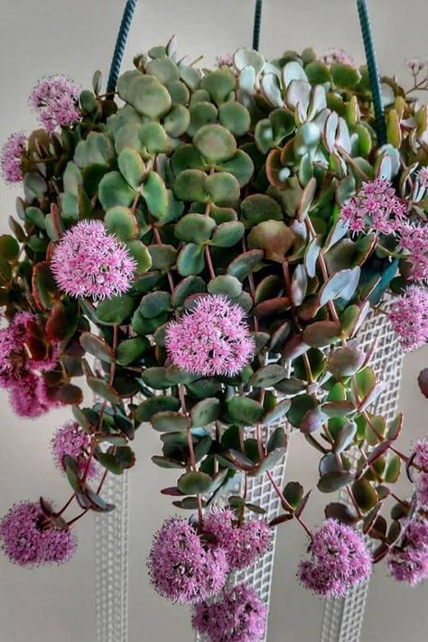 October Daphne - Sedum sieboldii Aesthetic Crazy, Plant Decoration Ideas, Replanting Succulents, Trailing Succulents, Succulent Garden Outdoor, Growing Lemon Trees, Decorations Items, Trailing Flowers, Indoor Plant Wall