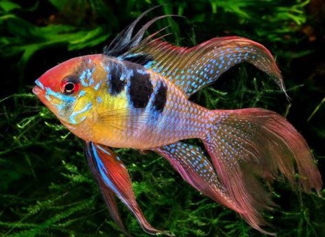 Discus Fish For Sale, Tropical Fish Aquarium, Tropical Freshwater Fish, Discus Fish, African Cichlids, Freshwater Aquarium Fish, Cool Fish, Fish For Sale, Beautiful Sea Creatures