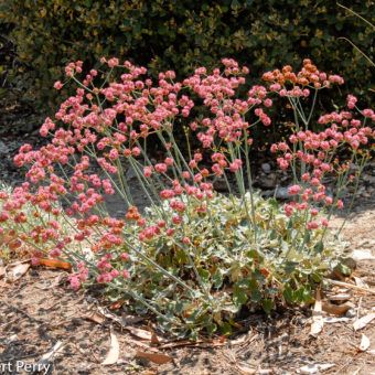 California Native Color Garden - Inland Valley Garden Planner California Native Garden, Desert Willow, Drought Tolerant Perennials, Waterwise Garden, Drought Tolerant Landscape, California Native Plants, Native Plant Gardening, Butterfly Plants, Blue Plants