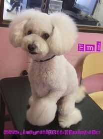 Japanese style dog grooming..I want to take Chloe to a Japanese style groomer she'd look adorable Maltipoo Grooming, Poodle Styles, Japanese Dog Grooming, Grooming Yorkies, Maltipoo Haircuts, Poodle Haircut Styles, Dog Grooming Diy, Grooming Ideas, Tokyo Style