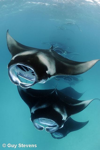 Manta Ray Photo, Giant Oceanic Manta Ray, Manta Ray Aesthetic, Sea Pancake, Giant Manta, Peaceful Ocean, Sting Rays, Manta Rays, Reef Shark