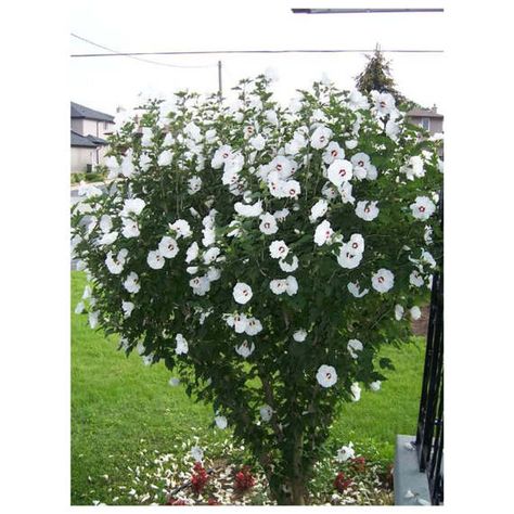 White Rose of Sharon, White Althea, 3 Bare Root Plants, Purple Blooms, Deciduous, Hardy, Sun Tolerant, Hedge, Shrub, White Hibiscus Rose Of Sharon Tree, Rose Of Sharon Bush, Hibiscus Drawing, Hibiscus Shrub, Hibiscus Garden, Hibiscus Tree, White Hibiscus, Hibiscus Plant, Rose Of Sharon