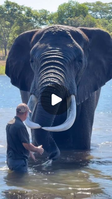 Elephant Video, Cutie And The Beast, Strong Animals, Wild Life Animals, Powerful Animals, Elephant Gif, Planet Video, Male Elephant, Wild Bull