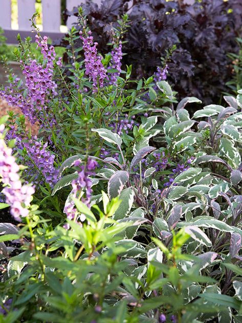 Colorful Flower Garden, Sage Purple, Flower Combinations, Purple Basil, Flower Garden Ideas, Planting Combinations, Purple Flowers Garden, Sage Garden, Purple And White Flowers