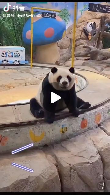 Funny Pandas Videos, Panda Videos, Funny Panda Pictures, Zoo Pictures, Cute Pandas, Me When She, Panda Gif, Baby Panda Bears