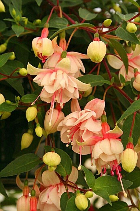 نباتات منزلية, Fuchsia Flower, Fuchsia Flowers, Pretty Plants, Gorgeous Gardens, Pink And Yellow, All Flowers, Exotic Flowers, Flowers Nature