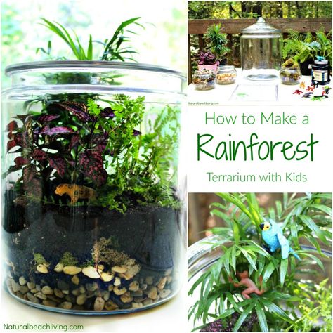 How to Make The Best Rainforest Terrarium with Kids, Learn about the Rainforest Animal Habitat, ecosystem, Water Cycle, Amazing Hands-on activity for kids Rainforest Terrarium, Rainforest Preschool, Ecosystem Activities, Rainforest Classroom, Rainforest Crafts, Habitat Activities, Rainforest Project, Rainforest Activities, Rainforest Biome