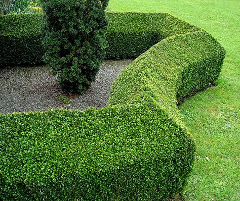 Seaweed Fertilizer, Hedges Landscaping, Box Hedge, Low Maintenance Garden Design, Boxwood Garden, Garden Hedges, European Garden, Topiary Garden, Cap Cut