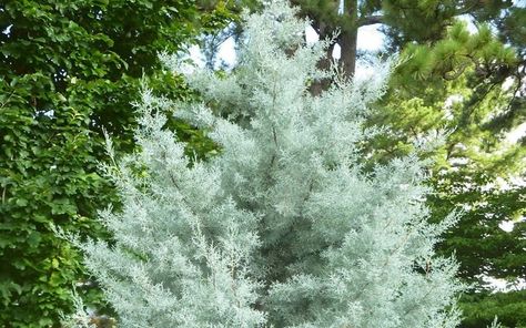 Silver Smoke Arizona Cypress - Cupressus glabra 'Silver Smoke' Blue Ice Cypress, Arizona Cypress, Natural Plant Food, Fast Growing Evergreens, Lipstick Plant, Privacy Hedge, Privacy Trees, Indoor Trees, Specimen Trees