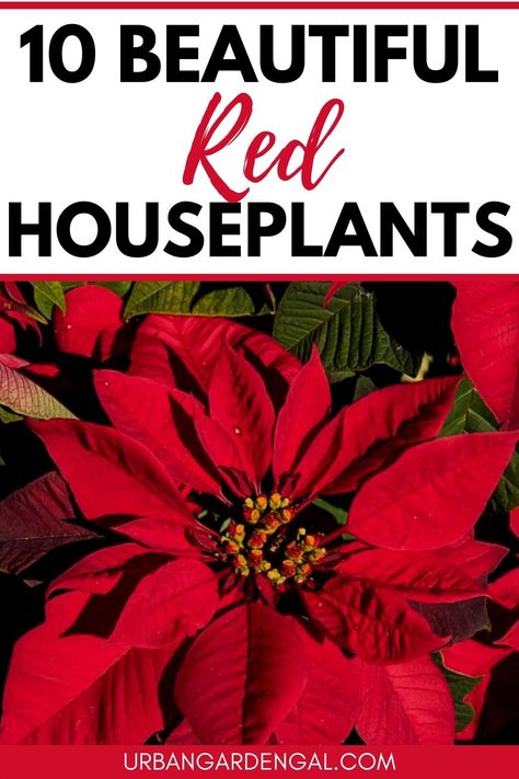 Red houseplants Red Houseplants, Red Leaf Plant, Beautiful Indoor Plants, Add Color To Your Home, Red Succulents, Bathroom Plants, Indoor Gardens, Bedroom Plants, Red Leaves