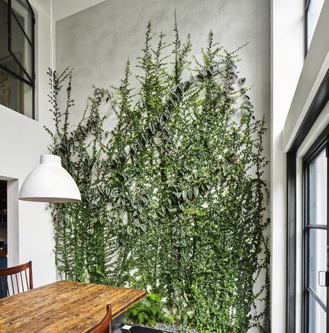 the most amazing indoor plant wall and garden around the dining table Green Wall Garden in Brooklyn by Kim Hoyt | Gardenista Vine House Plants, Indoor Ivy, Indoor Climbing Plants, Wall Climbing Plants, Green Wall Garden, Indoor Vines, Ivy Wall, Indoor Plant Wall, Dining Room Wallpaper