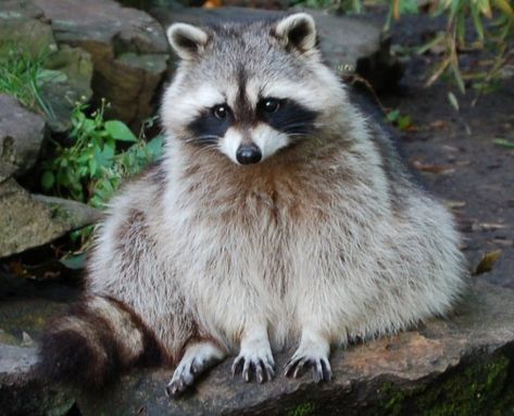 While these masked bandits are adorable, approaching a wild one is a bad idea.....even if Ricky Raccoon has been feeding from your cat's bowl for weeks. The dangers of rabies aside,  those cute little hands and seemingly tiny teeth can tear you up. Baby Skunks, Baby Raccoon, Cute Raccoon, Trash Panda, Racoon, Cane Corso, Woodland Creatures, Sphynx, Wild Life