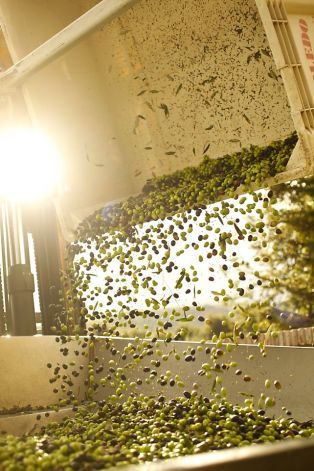 Olive Harvest, Olive Press, First Thing In The Morning, Olive Oil Bottles, Experimental Photography, Green Olives, Tuscan Style, Harvest Season, Food Themes