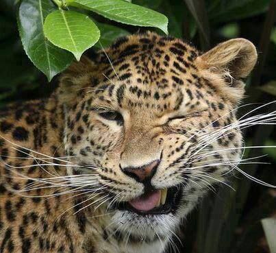 GEPARD Gato Grande, Animale Rare, Haiwan Peliharaan, Majestic Animals, Leopards, Animal Planet, Funny Animal Pictures, Animal Photo, Beautiful Cats