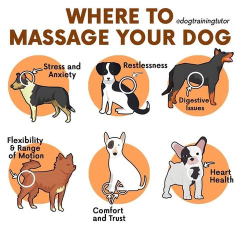 Diy Chat, Dog Body Language, Training Activities, Dog Remedies, Dog Language, Dog Brain, Train Your Dog, Dog Facts, Dog Care Tips