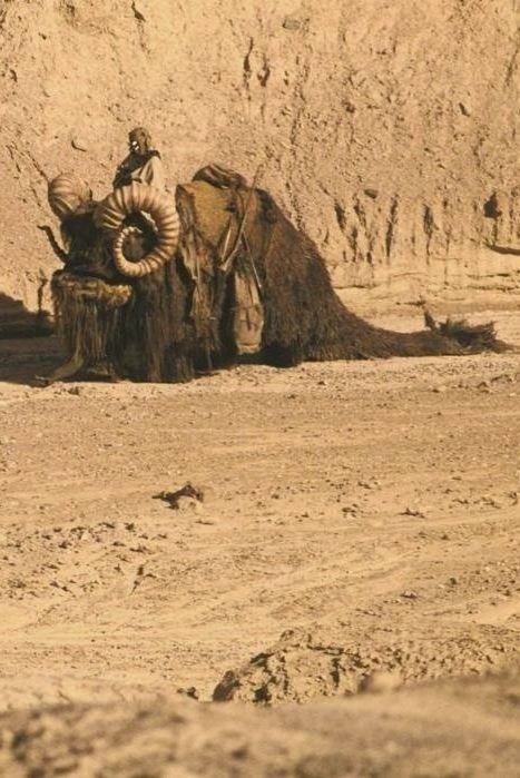 Vintage photo of a tusken raider on a bantha in Star Wars Canyon on Tatooine All Star Wars film sites are included in our Tatooine: Outer Rim 8-day Tour.https://www.starwars.tours/tours/tatooine-outer-rim-tour-8-days/ #tunisiatravel #tunisiatourism #tunisia #travel #explore #wanderlust #travelphotography #holiday #starwars #starwarsfan #starwarsfandom #jedi #lightsaber #theforce #georgelucas #skywalker #luke #tuskenraider #mosespa #anewhope #sahara #desert #sidibouhlel #bantha #beindthescenes Bantha Star Wars, Star Wars Bantha, Tunisia Travel, Jedi Lightsaber, Tusken Raider, Star Wars Film, Sahara Desert, George Lucas, Star Wars Fandom