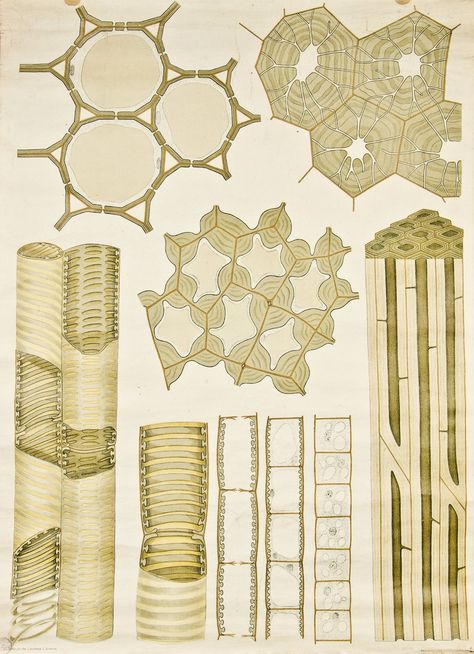 Microscopic Cells, Plant Cells, Biology Art, Natural Structures, Cell Structure, Bio Art, Plant Cell, Cell Membrane, Scientific Illustration