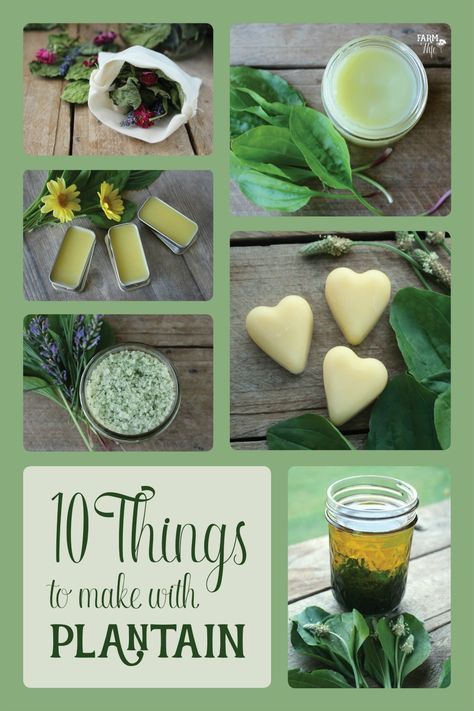 10 Things to Make With Plantain Bath Bags, Lip Repair, Plantain Leaves, Magia Das Ervas, Infused Oil, Useful Things, Herbal Recipes, Natural Healing Remedies, Herbal Healing