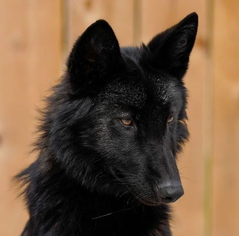 Black Wolf Hybrid, Black Wolfdog Aesthetic, Black Wolf With White Markings, Czechoslovakian Wolfdog Aesthetic, Black Wolf Dog Hybrid, Black Wolf Therian Mask, Black Fox Aesthetic, Black Wolf Drawing, Wolfdog Black