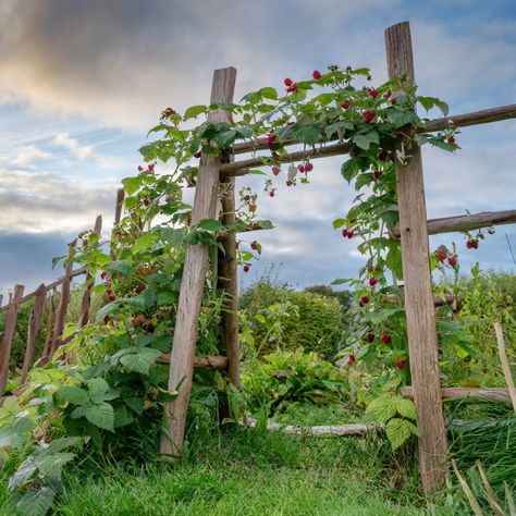 Do Raspberries Need a Trellis? - Peaceful Patch - Gardening for Health Raspberry Patch Trellis, Raspberry Garden Trellis, Raspberry Arbor Trellis Ideas, Raspberry Trellis, Pea Trellis, Raspberry Canes, Trellis System, Growing Raspberries, Raspberry Plants