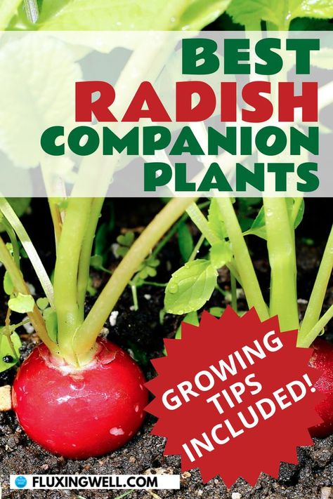 best radish companion plants with growing tips: radishes growing in a garden Planting Radishes, Garden Plan, Companion Plants, Plants Growing, Free Chart, Growing Tips, Radishes, To Grow, Herbs