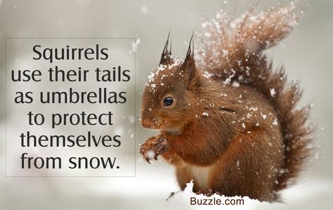 Facts about Squirrels Facts About Squirrels, Squirrel Quotes, Squirrel Quote, Homeschool Themes, American Red Squirrel, Brownie Badges, Squirrel Funny, Family Circus, Funny Puns Jokes