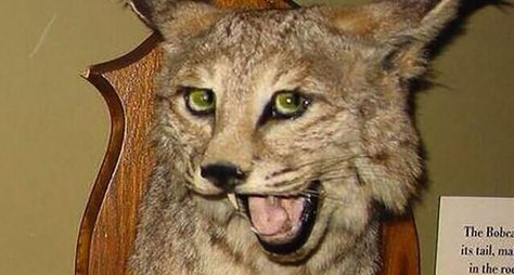 33 of the Worst Taxidermy Jobs Ever - Wide Open Spaces Funny Taxidermy, Bad Taxidermy, Photo Ours, Animal Taxidermy, Laughing So Hard, Lynx, An Animal, A Sign, Taxidermy