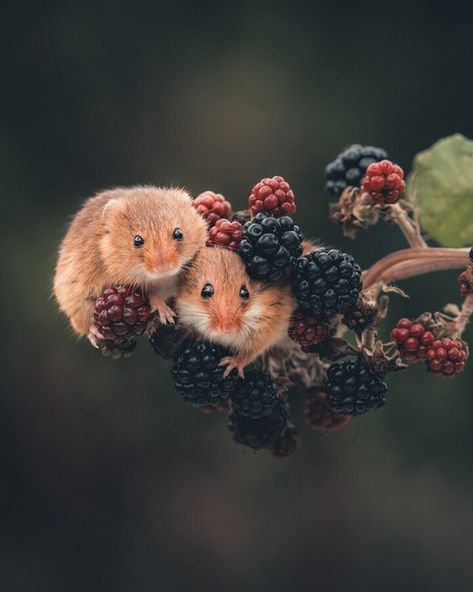 Harvest Mice, Harvest Mouse, Autumn Animals, Countryside Vacation, Little Critter, Cute Mouse, Animal Sculptures, Nature Reserve, Romantic Getaways