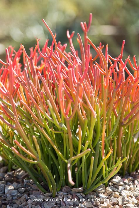 Arizona Plants, Pencil Cactus, Arizona Gardening, Cedar Raised Garden Beds, Succulent Landscape Design, Arizona Cactus, Outside Plants, Arizona Landscape, Desert Botanical Garden