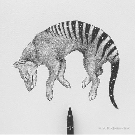 Astral Creatures: THYLACINE Better known as the Tasmanian tiger, the thylacine looked like a cross between a dog & a tiger but actually belong to the marsupial family. These animals were hunted because they were considered pests for allegedly killing livestock. Hunting, together with habitat loss & diseases introduced to their habitat lead them to extinction. The last known thylacine died in the 1930s and after 50 years without sightings of the species, it was declared extinct in 1982 Tasmanian Tiger Art, Extinct Animal Tattoo, Tasmanian Tiger Drawing, Tasmanian Tiger Tattoo, Extinct Animals Drawing, Thylacine Tattoo, Thylacine Art, Fossil Ideas, Tiger Habitat