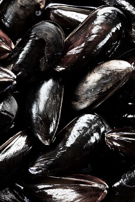 Mussels || Whitney Ott www.fallow.com.au Dark Food Photography, Song Of The Sea, Food Art Photography, Photography Food, Food Photography Styling, Crocodile Skin, Asheville Nc, Photographing Food, Sea Animals