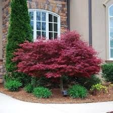 Large Bushes Landscaping, Short Trees For Landscaping, Japanese Maple Landscaping, Berm Ideas, Front Yard Trees, Red Dragon Japanese Maple, Japanese Maple Tree Landscape, Weeping Japanese Maple, Maple Tree Landscape