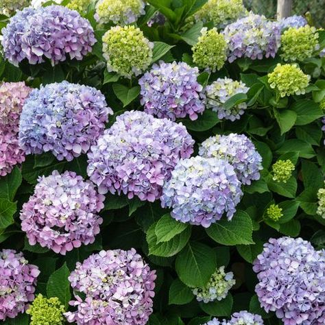 best perennials - Hydrangea flower Garden Zone 7b, When To Prune Hydrangeas, Best Ground Cover Plants, Summer Perennials, Propagating Hydrangeas, Plants Names, Ideas For Small Gardens, Creative Gardening Ideas, Pruning Hydrangeas