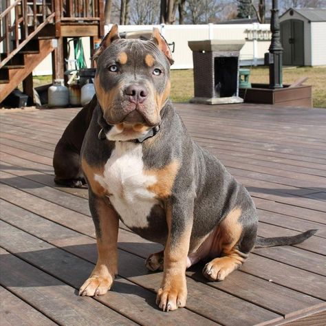 American Bully Classic, American Bully Puppy, American Bully Dog, Bully Puppy, Bully Breeds Dogs, Pitt Bull, Dog Family, Dog Baby, Dog Puppies