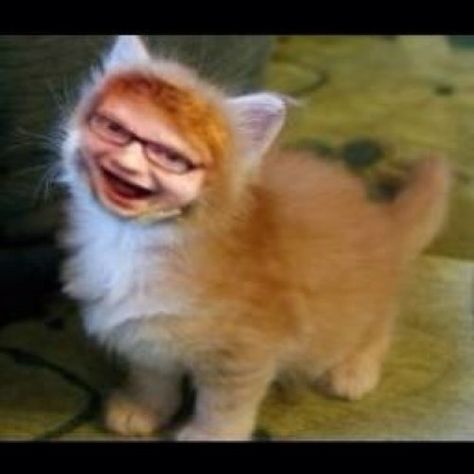 OMG, this is hilarious & soo cute! Ed Sheeran as a cat! : ) If Ed Sheeran Was A Cat, Ed Sheeran Cat, Ed Sheeran Cute, Ed Sheeran Memes, Ed Sheeran Love, Silly Cats, Ed Sheeran, Funny Things, A Cat