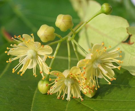 linden-tree blossom: bees love it! Linden Flower, Linden Blossom, Linden Leaf, Tree Blossom, Tree Identification, Linden Tree, Allotment Gardening, Flower Graphic Design, Flower Sleeve