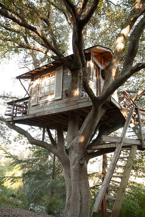 San Francisco Treehouse Beautiful Tree Houses, Building A Treehouse, Tree House Plans, Tree House Kids, Cool Tree Houses, Sussex England, Tree House Designs, Large Tree, Awesome Bedrooms