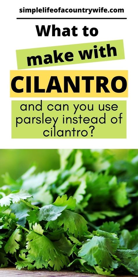 What to make with cilantro How To Use Cilantro, What To Do With Cilantro, Recipes Using Cilantro, Cilantro Recipes Ideas, Cilantro Uses, Cilantro Salad, Cilantro Recipes, Mexican Night, Vegetables Recipes