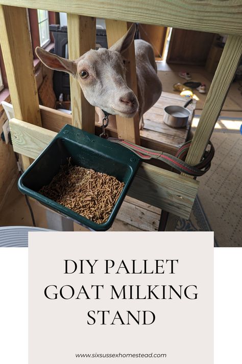 Photo of a goat in a DIY goat milking stand Goat Stand Diy, Milk Stand For Goats, How To Build A Goat Milking Stand, Goat Milk Stand Plans, Goat 4h Projects, Diy Milk Stand For Goats, Goat Milk Stand Diy, Goat Milking Stand Plans, Goat Milking Stand Diy Plans