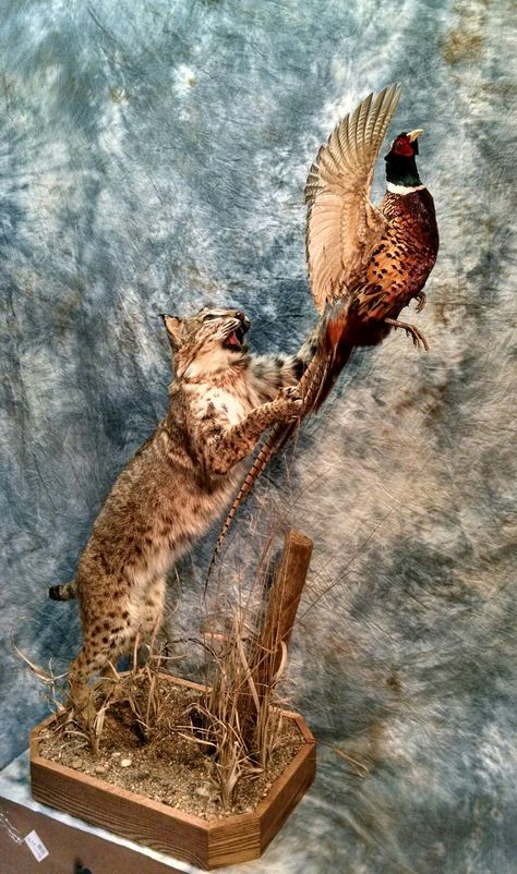 Bobcat Taxidermy Mounts, Bobcat Mounts Taxidermy, Bobcat Taxidermy, Pheasant Taxidermy, Bobcat Mounts, Hunting Mounts, Deer Mount Ideas, Bird Taxidermy, Taxidermy Decor