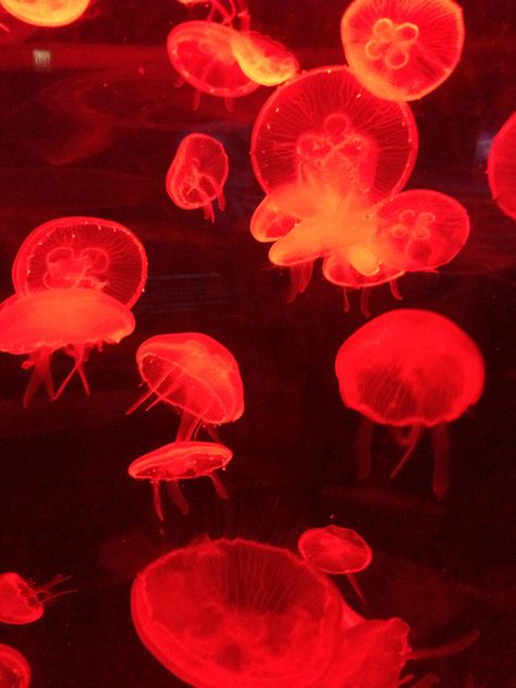 Red - Sea Jellies at the SEA Aquarium Singapore Sea Aquarium Singapore, Medusa Animal, Red Aquarium, Red Jellyfish, Round Icons, Red Wallpapers, Sea Aquarium, Sea Jellies, Red Icons