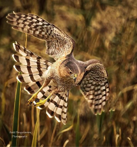 Cooper Hawk, Hawk Symbolism, Coopers Hawk, Animals Reference, Hawk Photos, Animal Taxidermy, Harpy Eagle, Cooper's Hawk, Drawing Animals