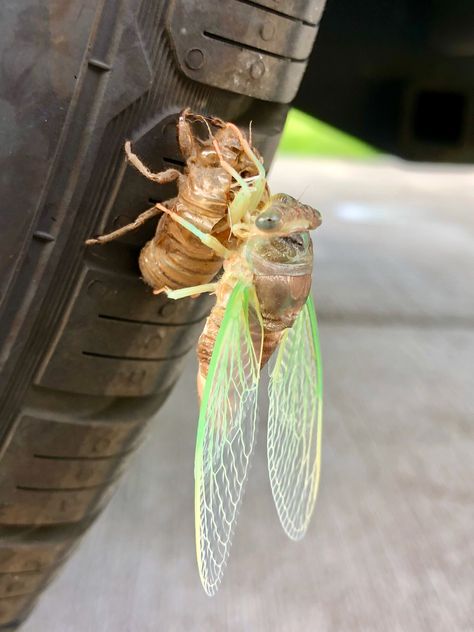 Watch a cicada emerge from its shell. — Birdchick Cicada Shell, Shell Tattoo, Shell Tattoos, Bug Tattoo, Dog Day, Incredible Creatures, Family Project, Bugs And Insects, Fun Family