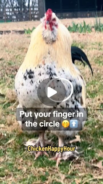 Chicken Happy Hour on Instagram: "SURPRISE 🤭🫣

#rooster #chickens #funnymemes #chickensofinstagram #funnyanimals #backyardchickens #comedy #chickenhappyhour" Funny Chicken Videos, Chicken Videos, Funny Chicken, Chicken Humor, Chickens Backyard, Dance Videos, Happy Hour, Rooster, Funny Animals