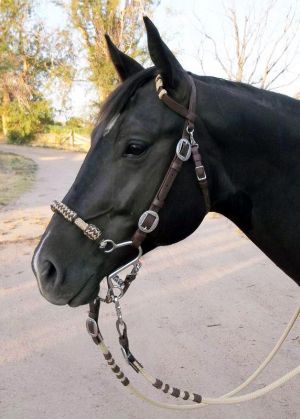 Hackamore Bridle Western, Western Hackamore, Western Horse Bridle, Cowboy Shop, Cat Farm, Bitless Bridle, Horse Games, Hobby Horses, Horse Bridle