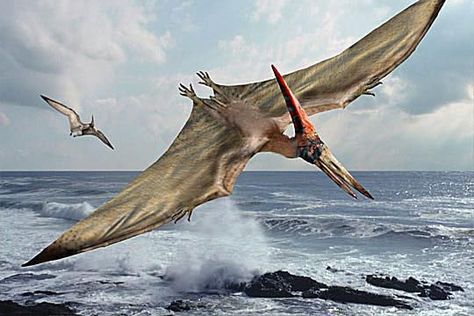 Curious about flying dinosaurs? Here are 10 fascinating Pterodactyl (Pteranodon or Pterodactylus) facts. Prehistoric World, Ancient Animals, Illustration Photo, Paleo Art, Extinct Animals, Jurassic Park World, Charles Darwin, Dinosaur Art, Dinosaur Fossils